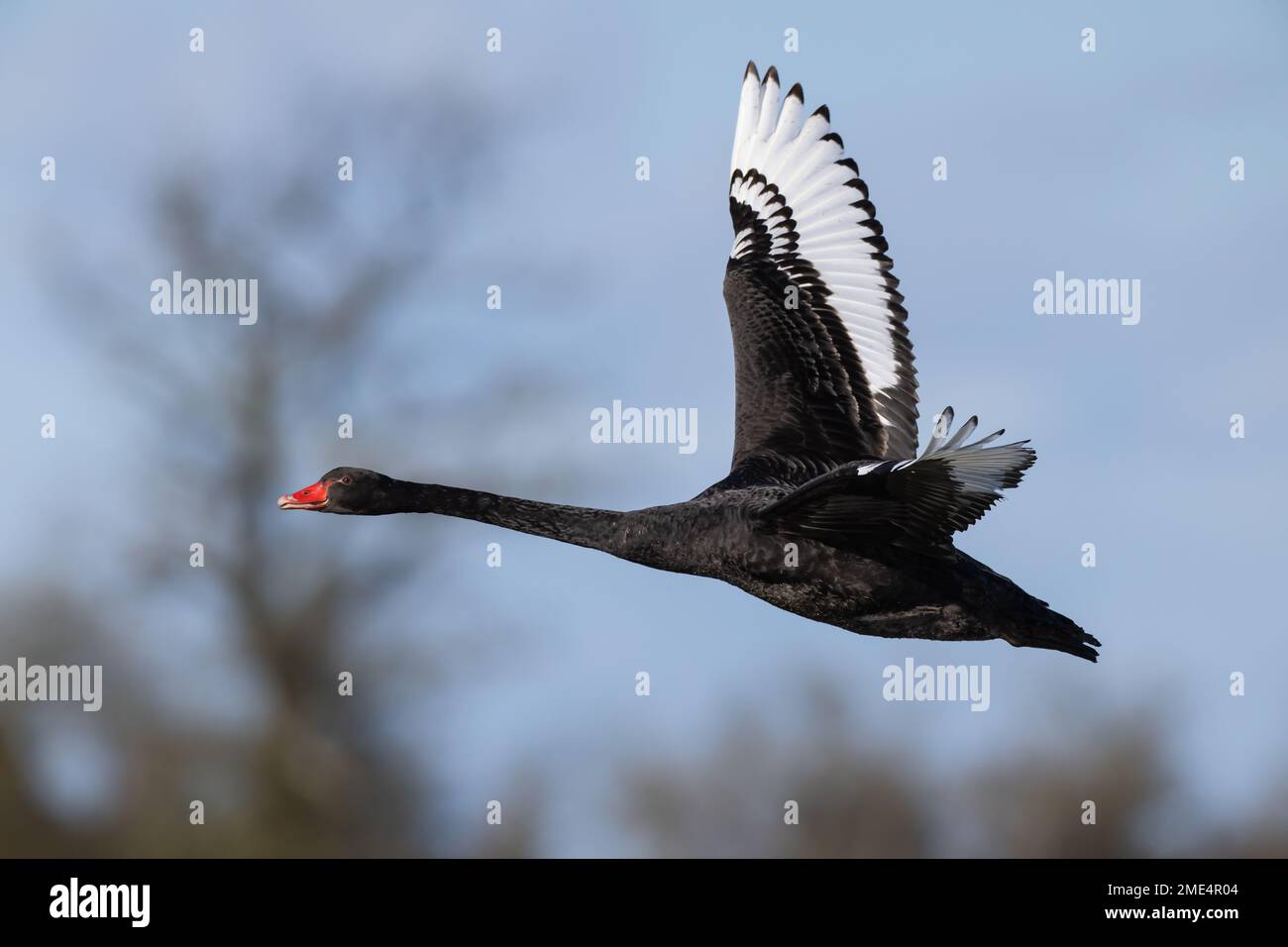Black Swan in flight Stock Photo - Alamy