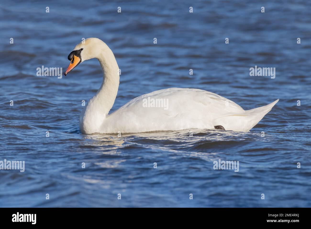 Mute Swan on water Stock Photo