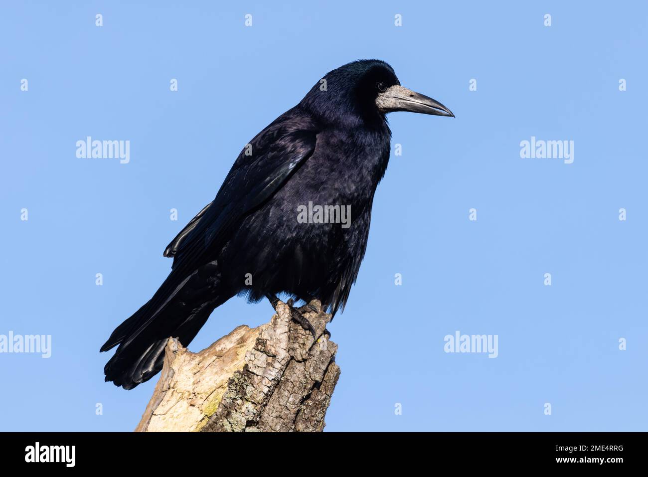 Rook perched in an old dead tree Stock Photo