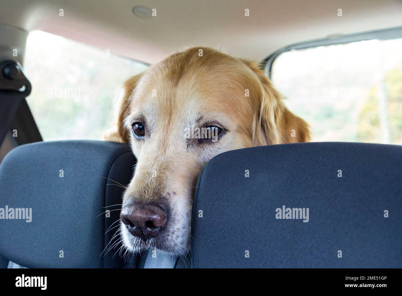 Golden retriever dog sitting in back seat of car Stock Photo