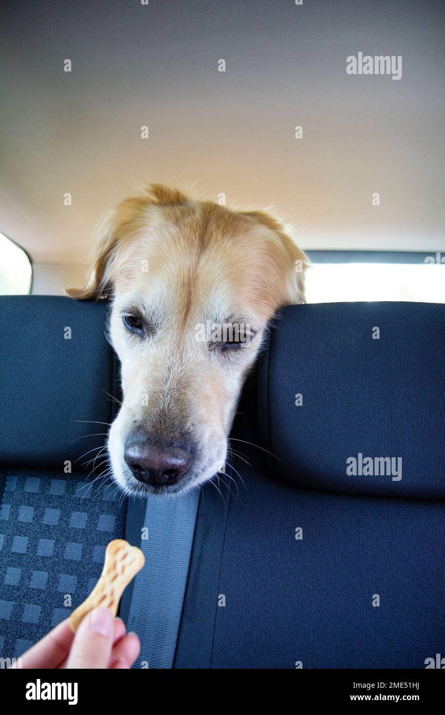 Hand of woman giving biscuit to golden retriever dog in back seat of