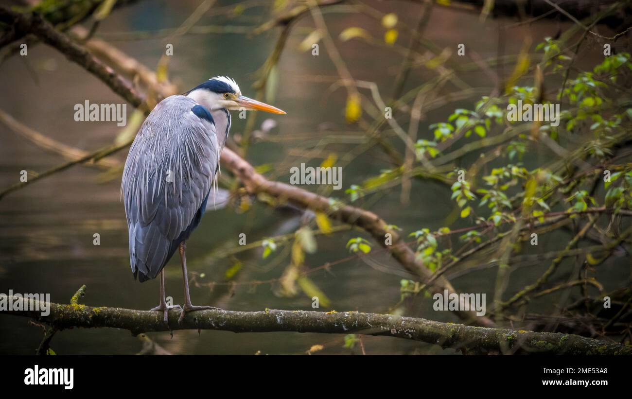 Gray heron (Ardea cinerea) perching on branch Stock Photo