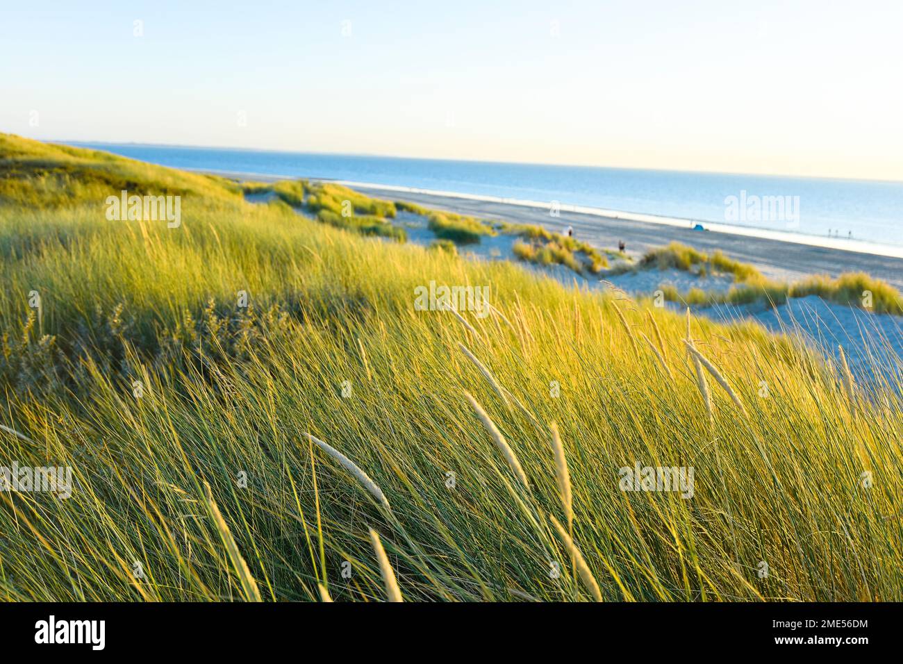 Grassy Shoreline Background