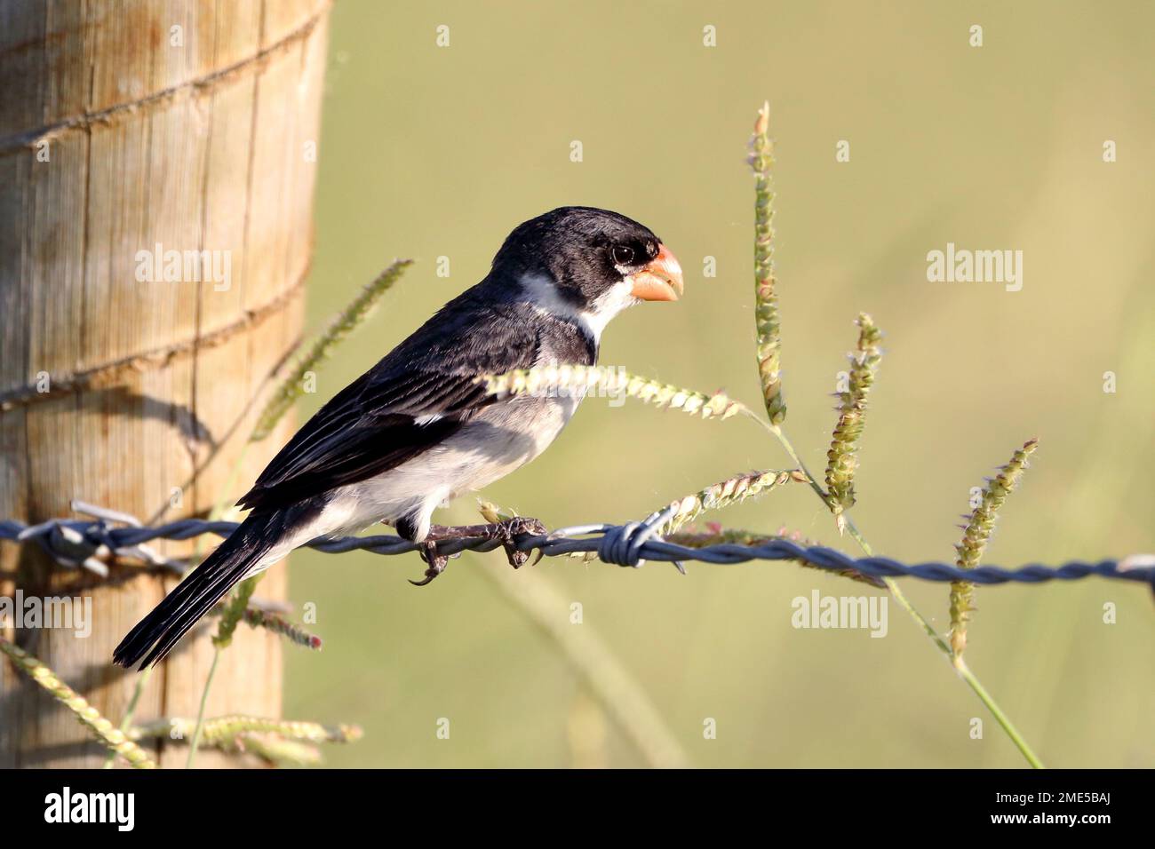 Papa capim hi-res stock photography and images - Alamy