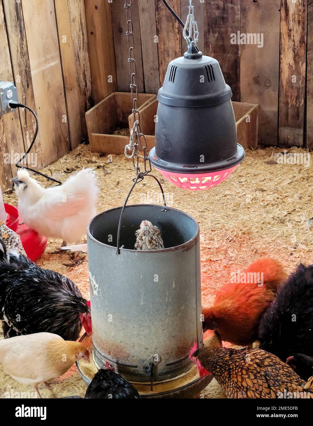 Chickens in a chicken coop with a glowing red heat lamp Stock Photo Alamy