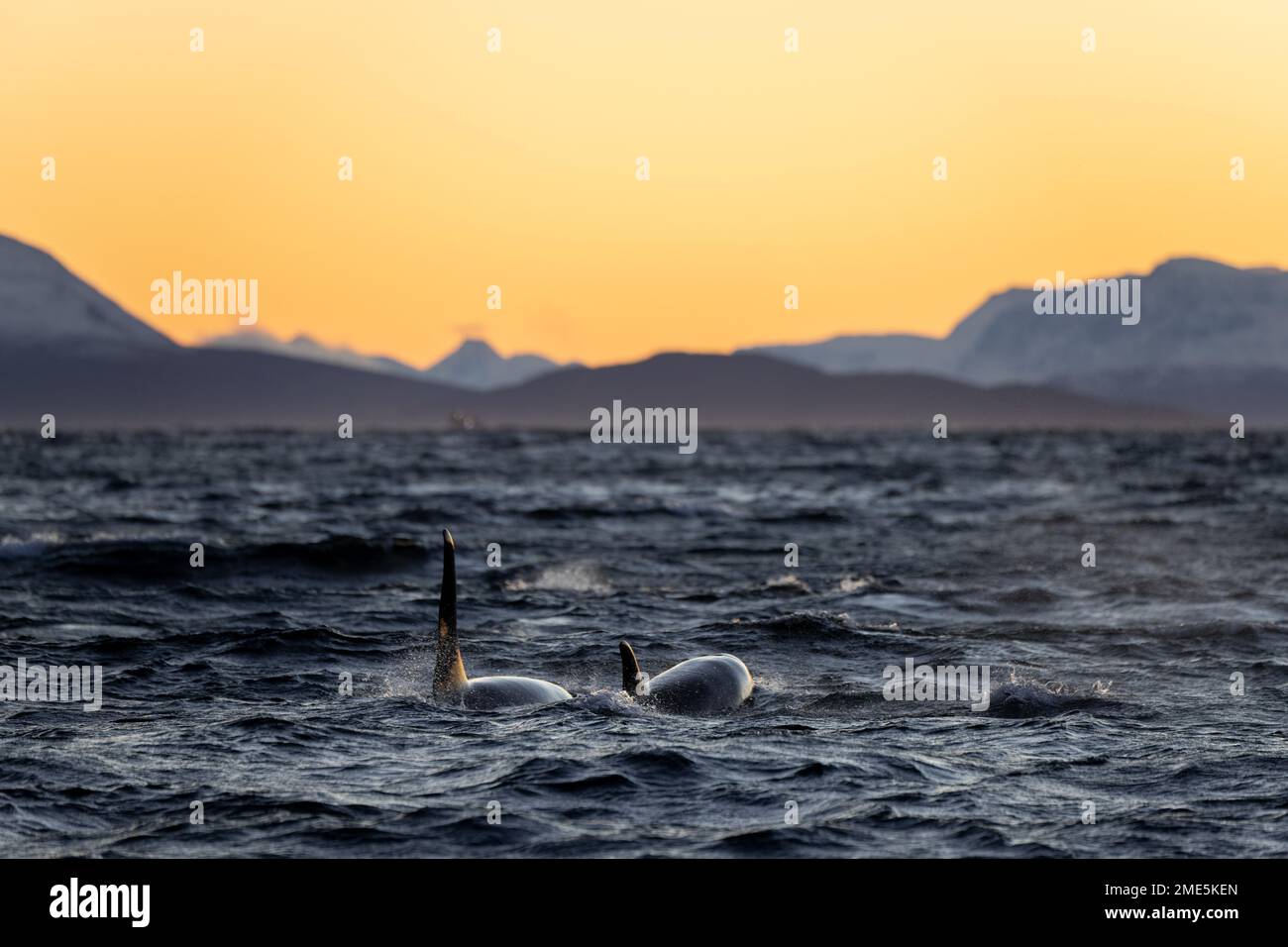 two orcas swim at sunset in a Norwegian fjord Stock Photo - Alamy