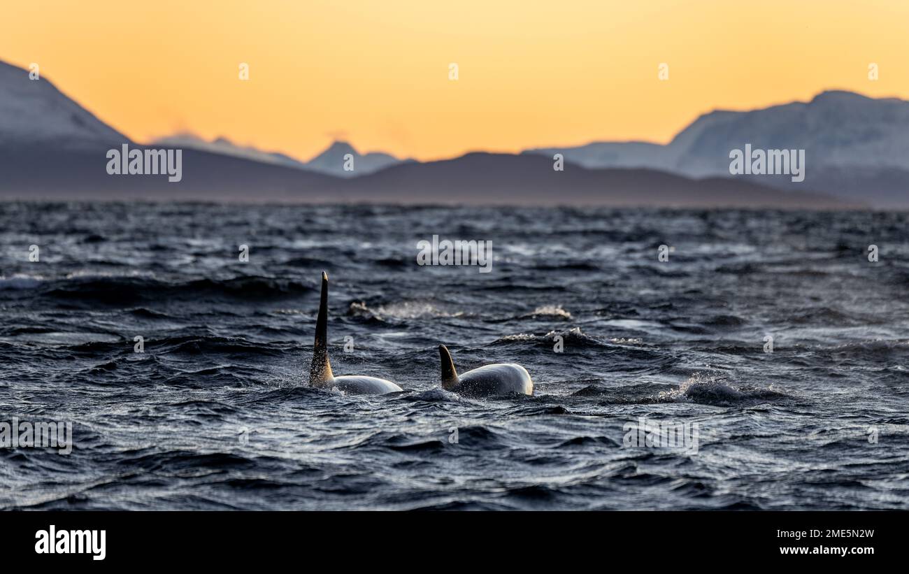 two orcas swim in a Norwegian fjord at sunset Stock Photo - Alamy