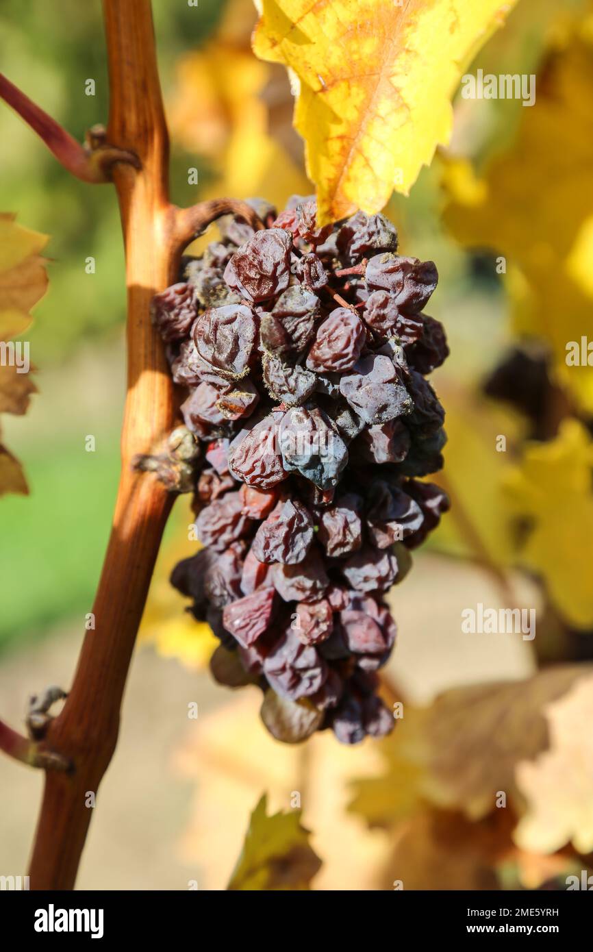 Aszú berries (noble rot/botrytis) in Tokaj Stock Photo