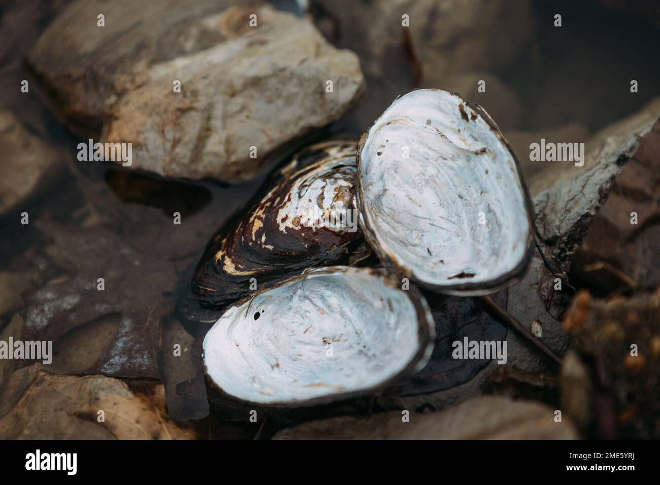 Mussel shells on shore of freshwater pond Stock Photo
