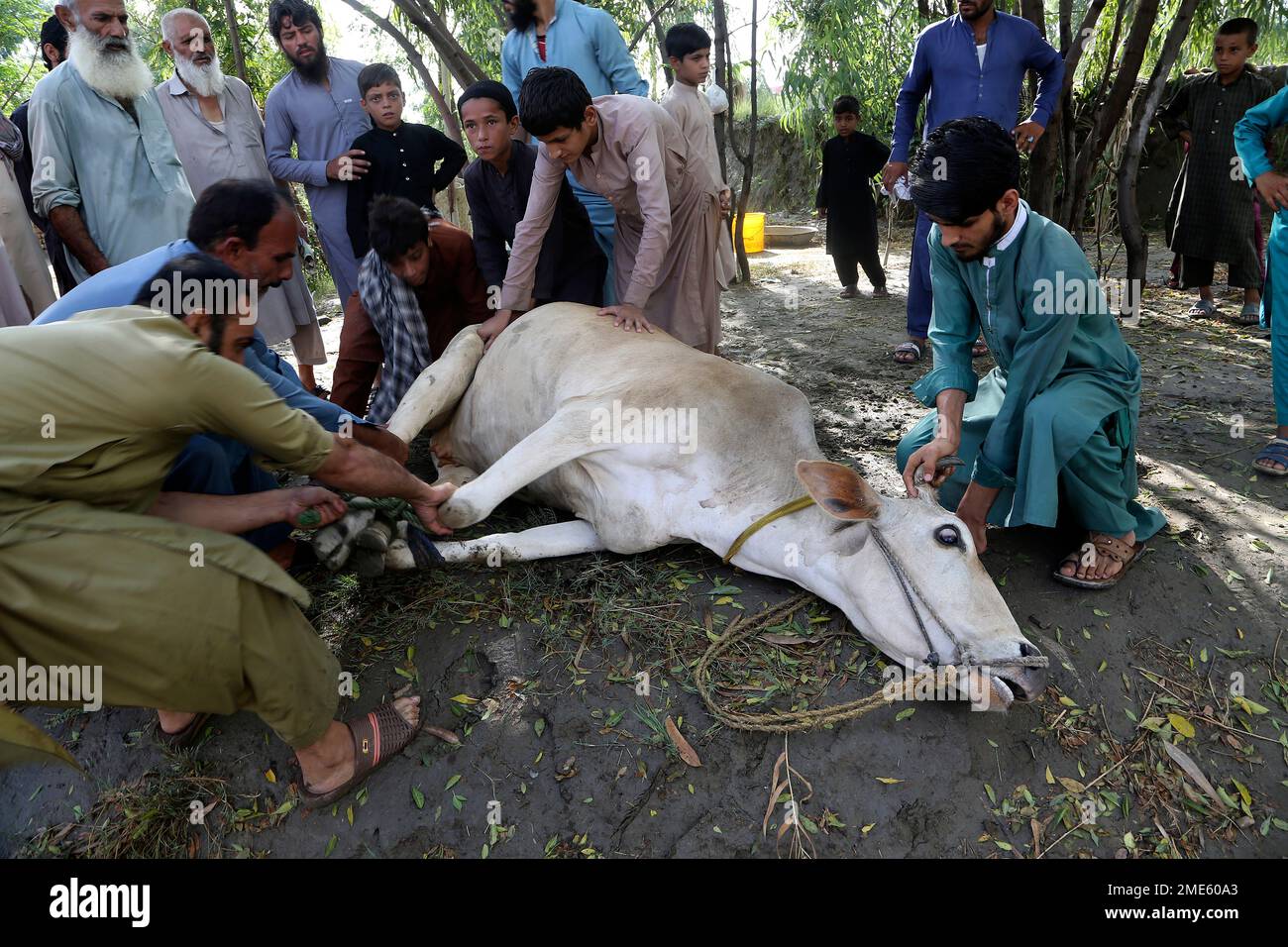 Afghan refugees prepare to slaughter a cow on the occasion of the Eid ...