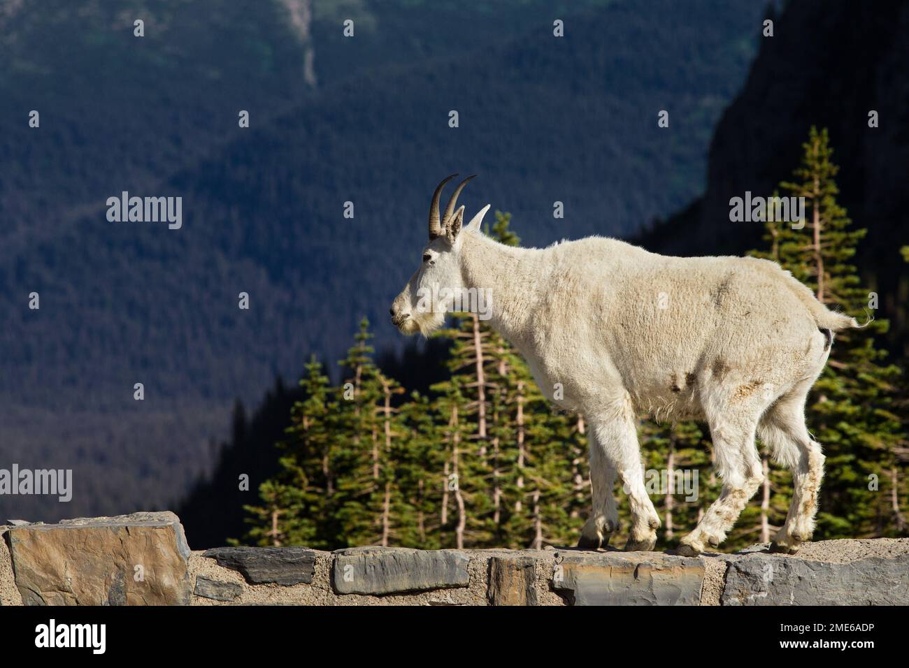 Mountain Goat in Glacier National Park Stock Photo - Alamy