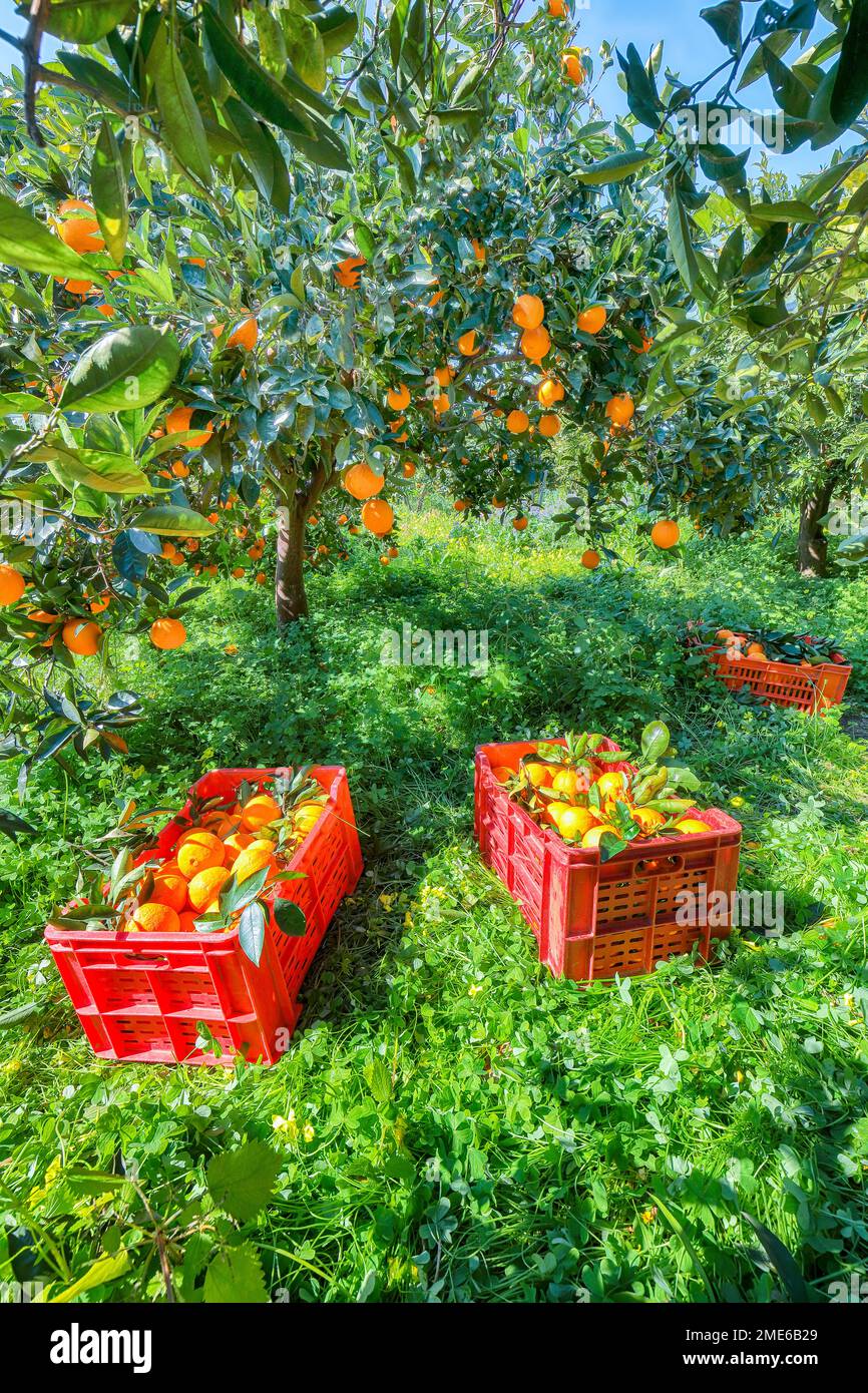Red plastic fruit boxes full of oranges by orange trees during harvest season in Sicily