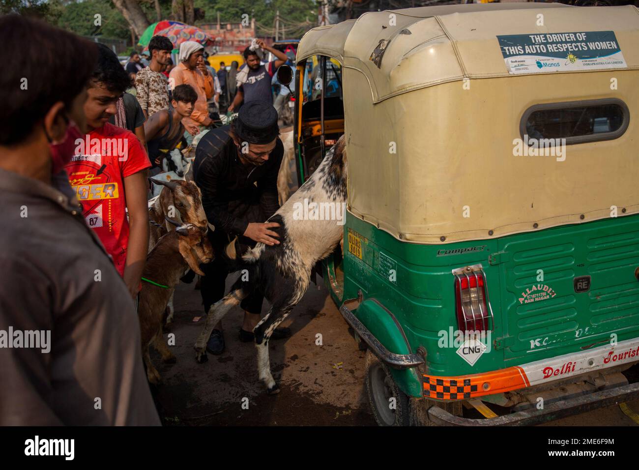 Altaf Rickshwa A man loads a goat into an auto-rickshaw at a market ahead of the ...