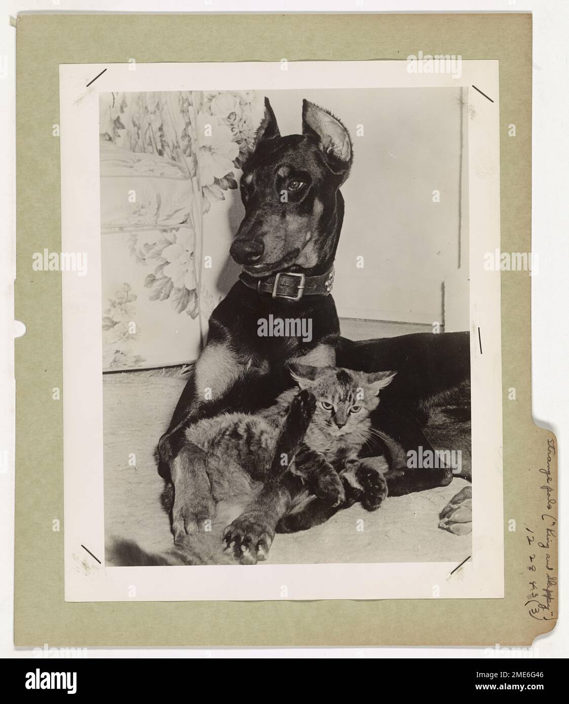 Strange Pals Parted by War. A strange friendship was interrupted by the war when one of the friends 'enlisted' in the U.S. Coast Guard. King, a 100 pound Doberman Pinscher, and Skippy, a 12 pound cat, both owned by Mr. and Mrs. R. M. Dusenbury of 163 S.W. 28th Road, Miami, Florida, became good friends when they were first brought together last summer, engaging in playful antics much of the time. King is now patrolling the lonely outposts on guard against enemy saboteurs while Skippy remains home. Stock Photo