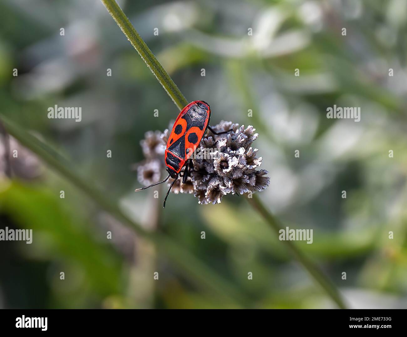 A closeup shot of a European firebug on a flower isolated on a blurred background Stock Photo