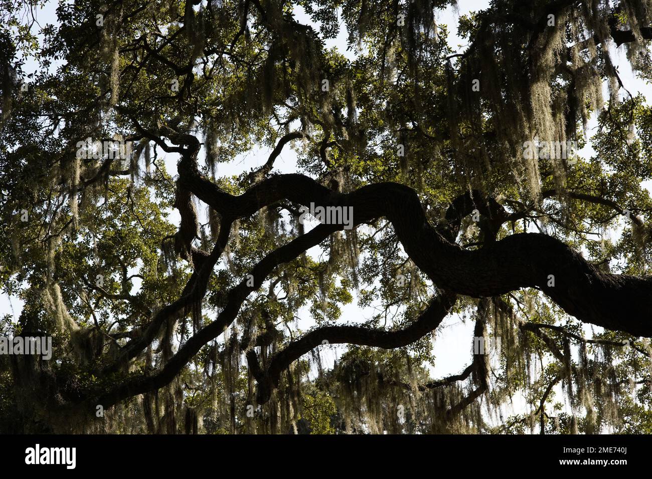 Spanish moss on oak tree in Savannah, Stock Photo Alamy