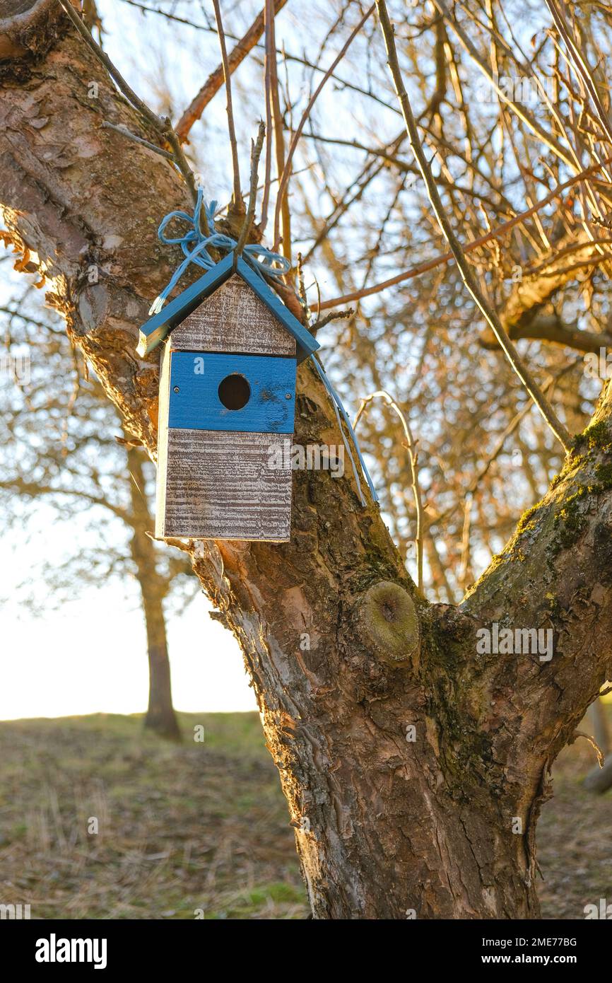 Birdhouse on a tree in a sunny spring park.House for birds Stock Photo