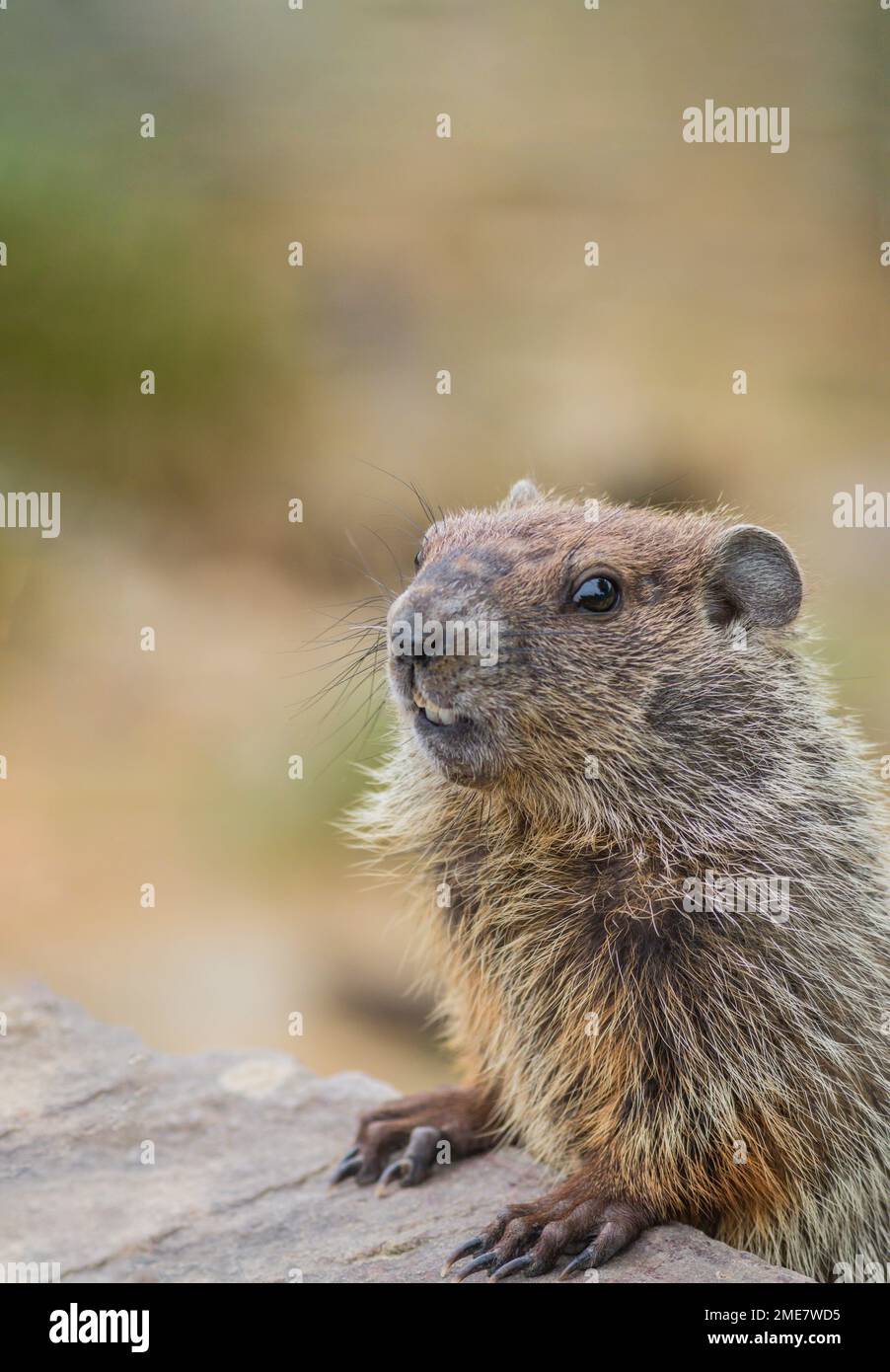 Cute young groundhog closeup great for Happy Groundhog Day and Spring with copy space Stock Photo