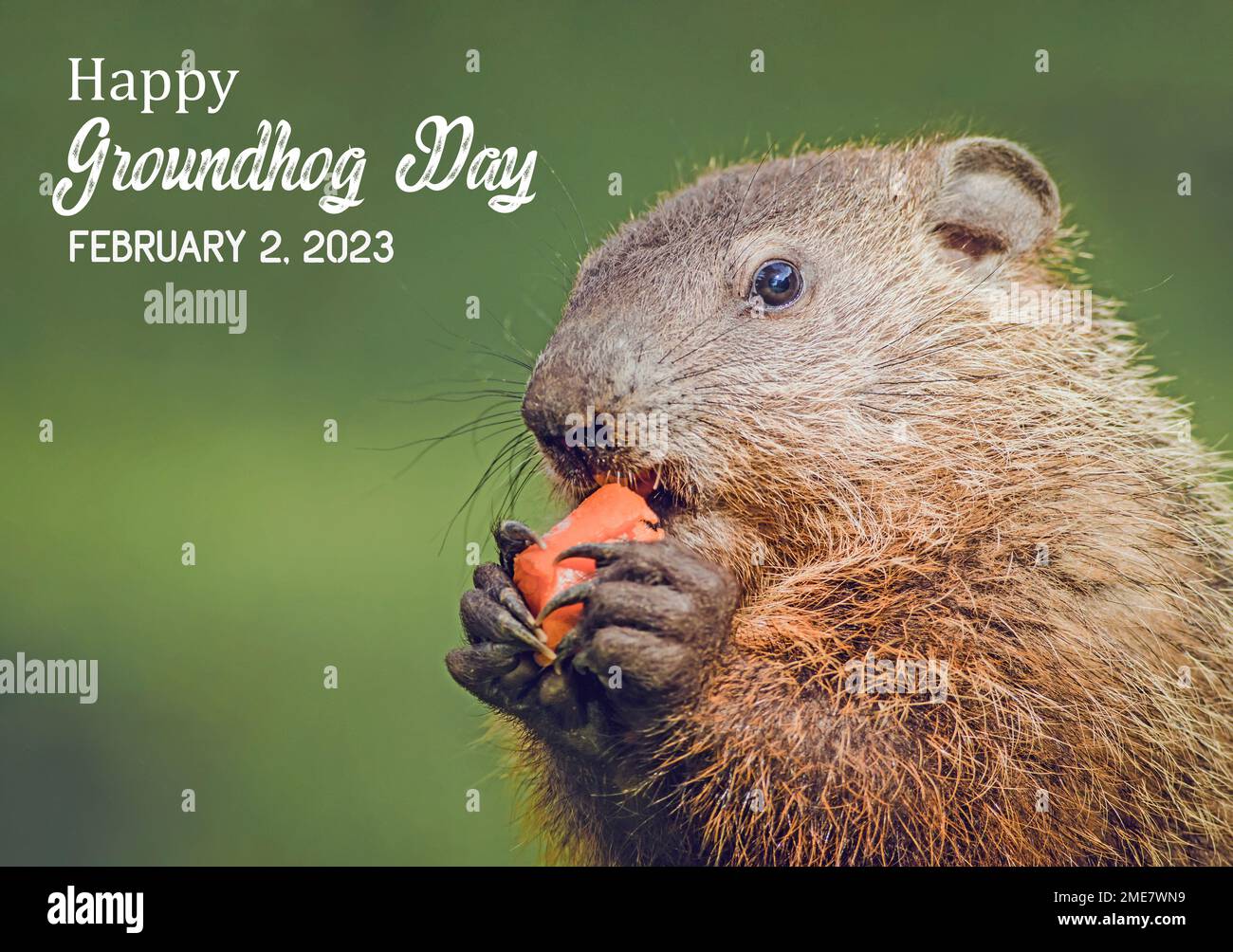 Cute young groundhog closeup great for Happy Groundhog Day 2023 with copy space Stock Photo