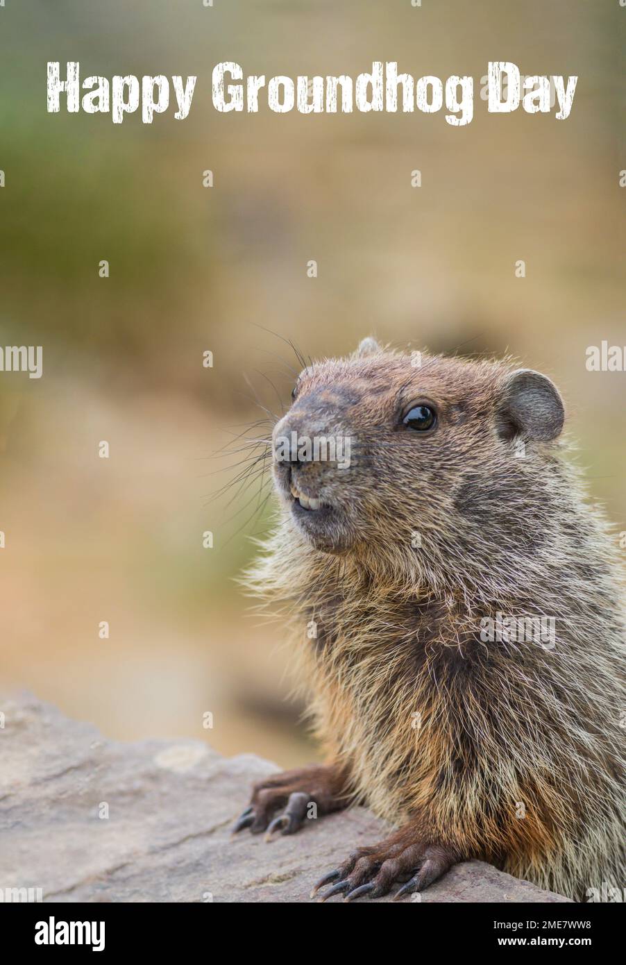 Cute young groundhog closeup great for Happy Groundhog Day distressed text with copy space Stock Photo