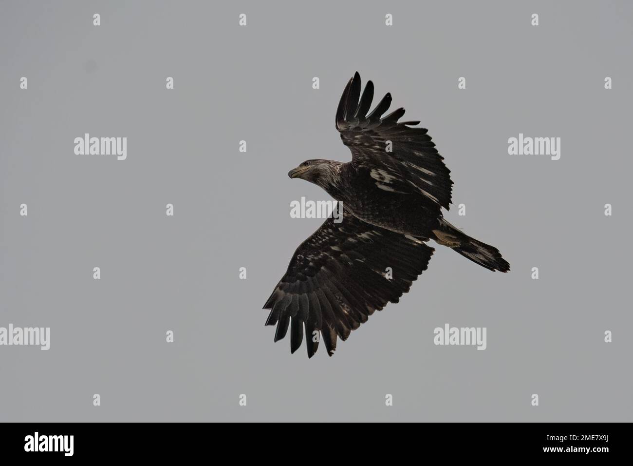 An Immature Bald Eagle in flight Stock Photo Alamy