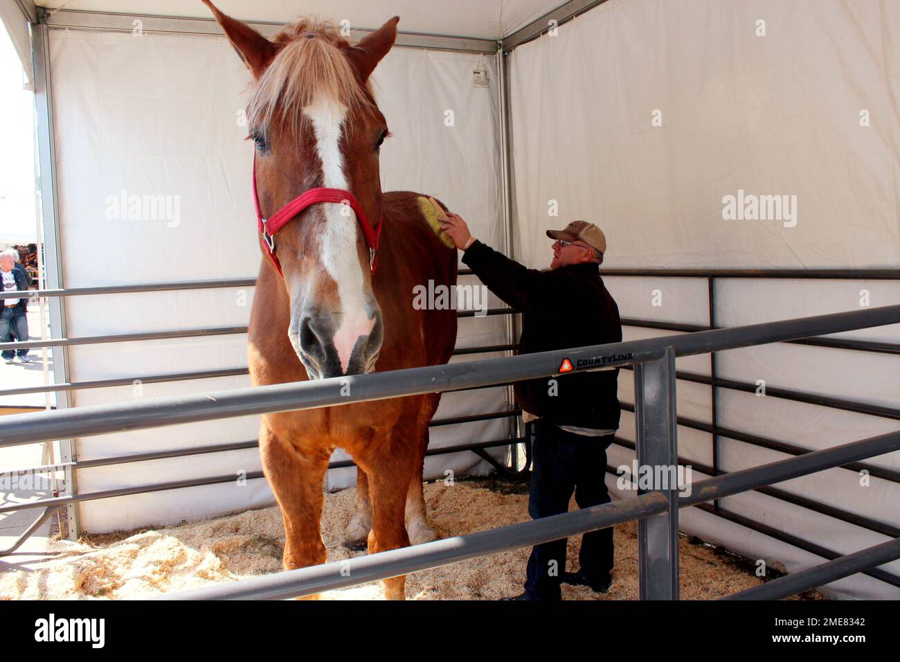 THIS CORRECTS THAT BIG JAKE WAS CERTIFIED AS THE TALLEST HORSE IN 2010, NOT  2020 AS ORIGINALLY SENT - FILE - Jerry Gilbert brushes Big Jake at the  Midwest Horse Fair in, image size:1300x956