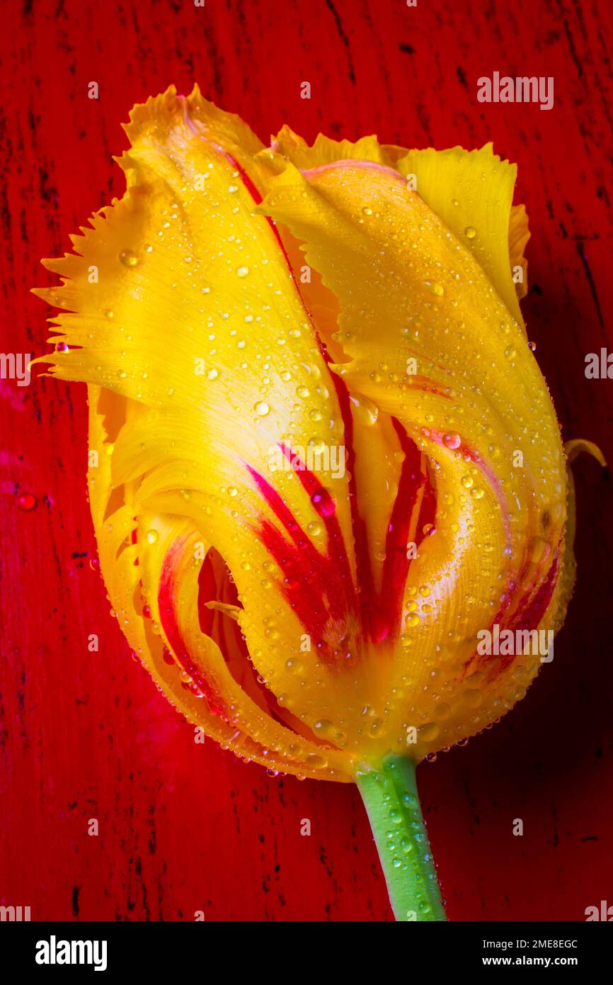 Graphic Yellow Red Tulip Stock Photo