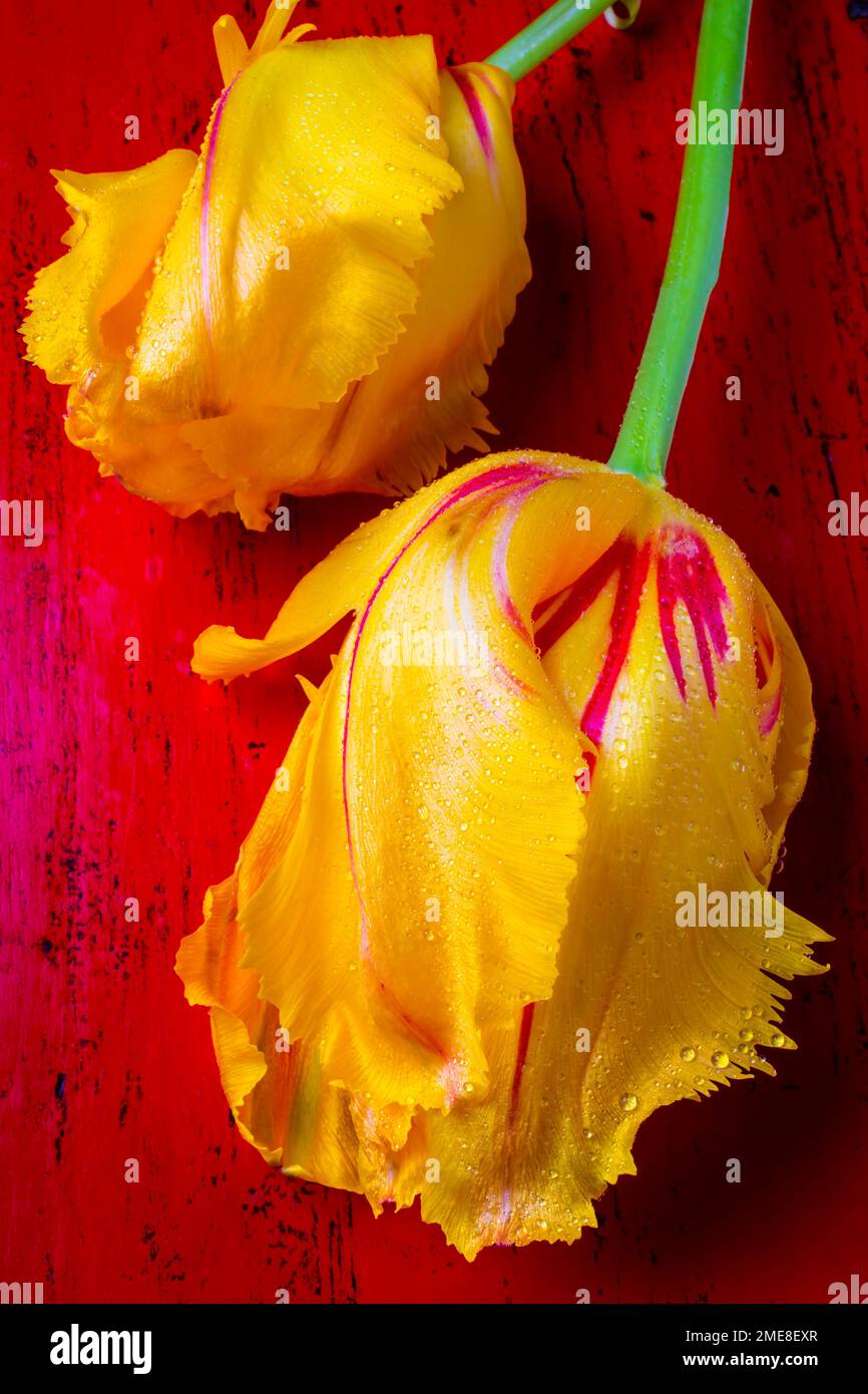 Two Yellow Tulips On Red Table Stock Photo