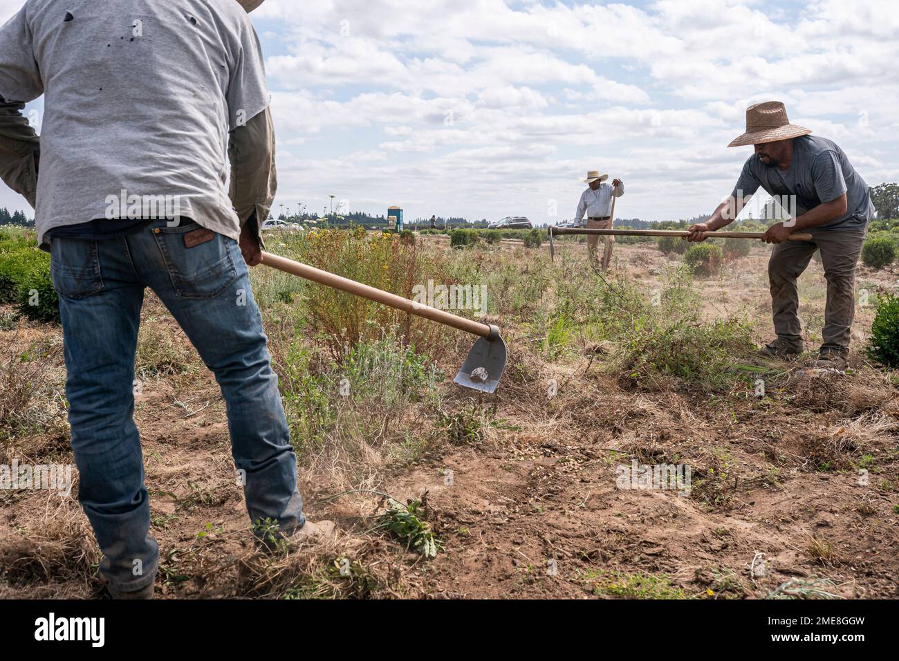 Baltazar Lucas, center, brother-in-law of farm worker Sebastian Francisco  Perez who died last weekend while working in an extreme heat wave, breaks  up the ground, Thursday, July, 1, 2021, near St. Paul,