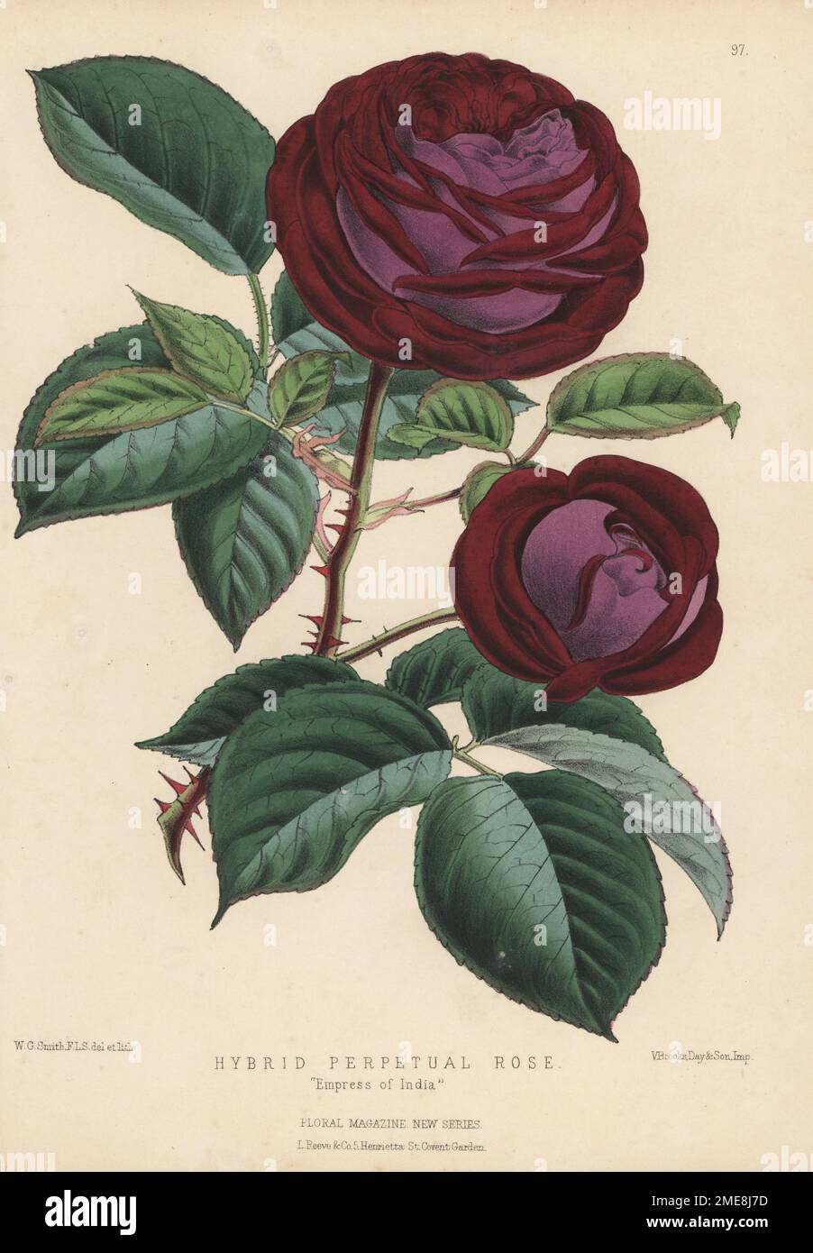 Hybrid perpetual rose, Empress of India. New crimson rose cultivar sold by William Paul and Sons nursery of Cheshunt. Handcolored botanical illustration drawn and lithographed by Worthington George Smith from Henry Honywood Dombrain's Floral Magazine, New Series, Volume 3, L. Reeve, London, 1874. Lithograph printed  by Vincent Brooks, Day & Son. Stock Photo