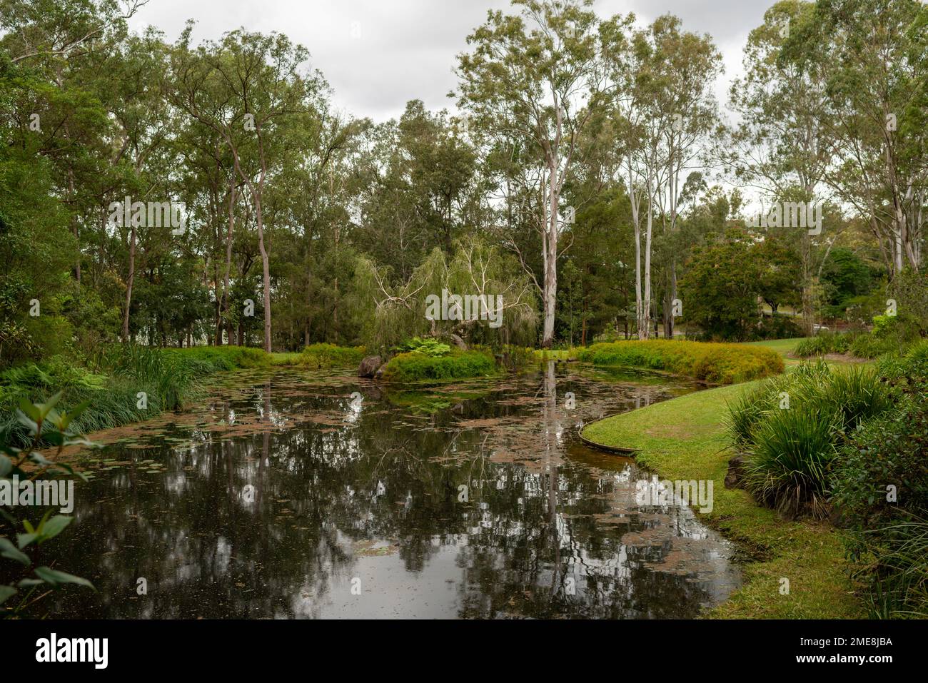 Gum trees reflecting on a lake in the grounds of Brisbane House, the