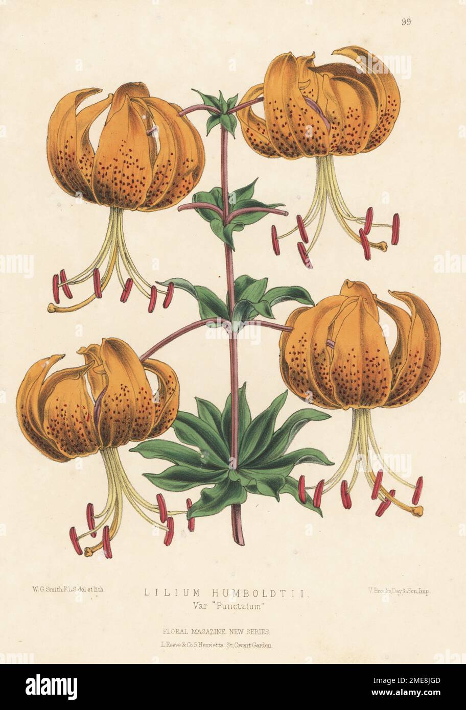 Humboldt's lily cultivar, Lilium humboldtii var. Punctatum. Variety