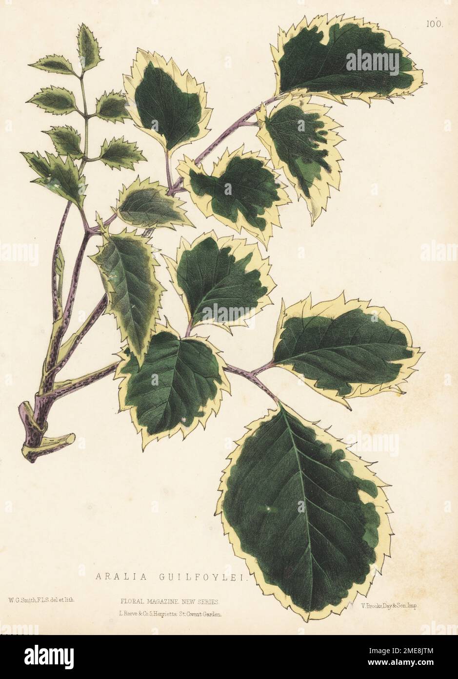 Geranium aralia or wild coffee, evergreen shrub native to the tropics, Polyscias guilfoylei. Imported by William Bull nurseryman. As Aralia guilfoylei. Handcolored botanical illustration drawn and lithographed by Worthington George Smith from Henry Honywood Dombrain's Floral Magazine, New Series, Volume 3, L. Reeve, London, 1874. Lithograph printed by Vincent Brooks, Day & Son. Stock Photo