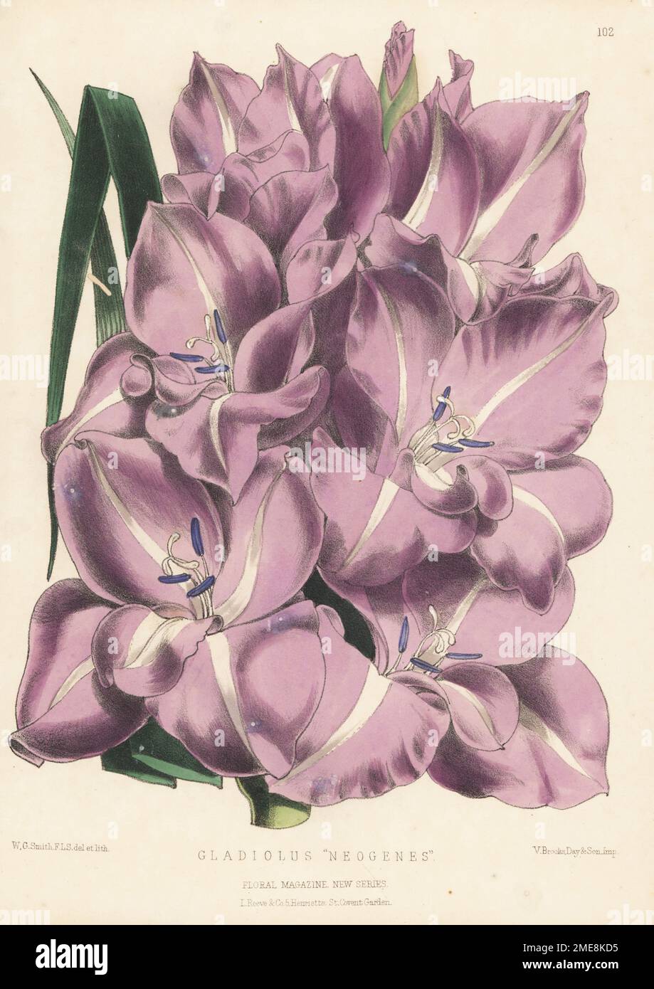 Gladiolus cultivar, Neogenes, hybrid developed by Kelway and Sons nursery, Langport, Somerset. Handcolored botanical illustration drawn and lithographed by Worthington George Smith from Henry Honywood Dombrain's Floral Magazine, New Series, Volume 3, L. Reeve, London, 1874. Lithograph printed by Vincent Brooks, Day & Son. Stock Photo