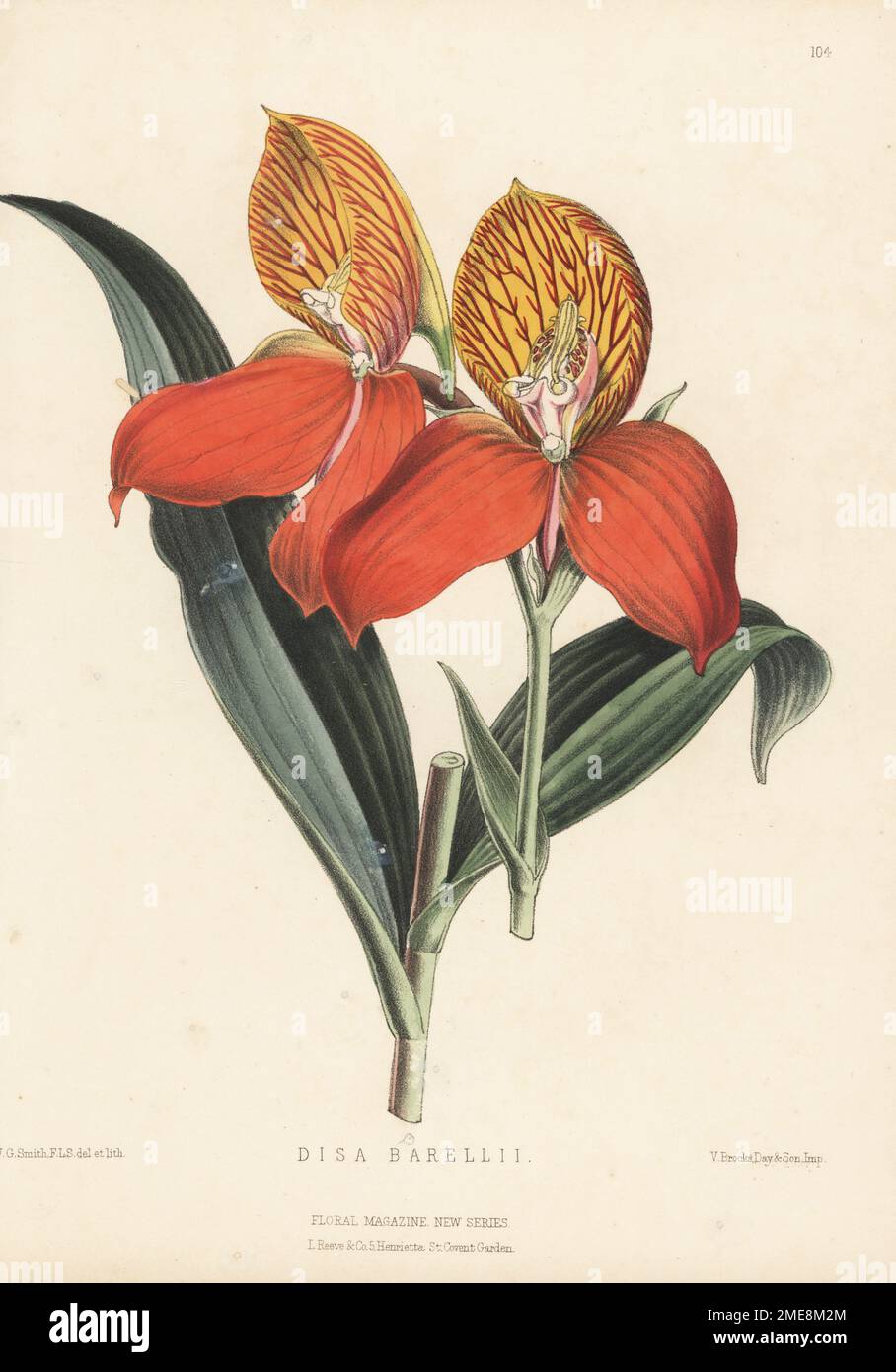 Red disa or pride of Table Mountain orchid, Disa uniflora. Imported from the Fransborck mountains, Cape of Good Hope, South Africa, by William Bull, King's Road, Chelsea. Flowered by Mr Vair, gardener to R. H. Nevill at Dangstein. As Disa barellii. Handcolored botanical illustration drawn and lithographed by Worthington George Smith from Henry Honywood Dombrain's Floral Magazine, New Series, Volume 3, L. Reeve, London, 1874. Lithograph printed by Vincent Brooks, Day & Son. Stock Photo