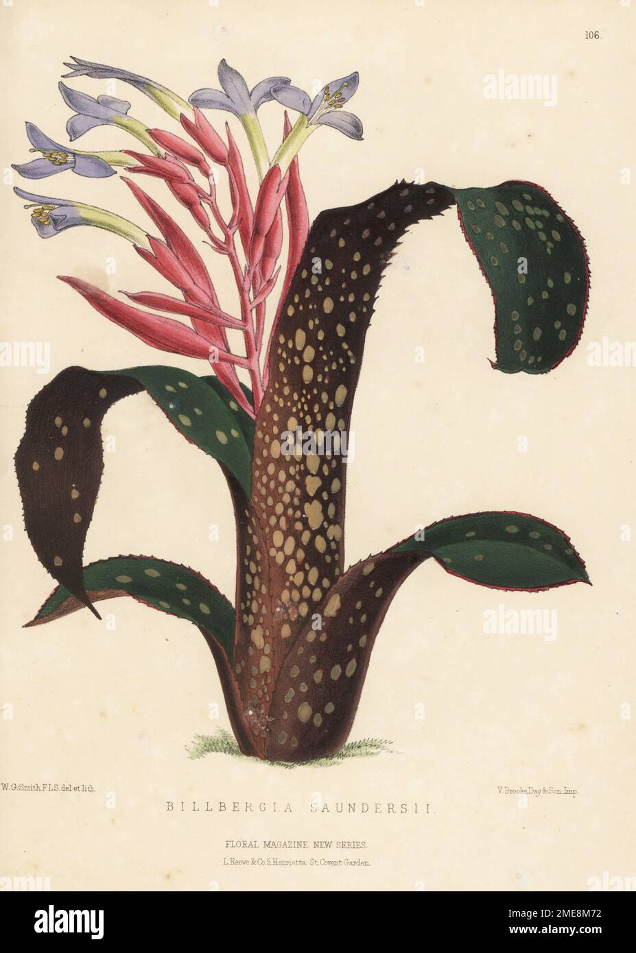 Billbergia saundersii, bromeliad native to Brazil, named for the Swedish botanist Gustav Johan Billberg. Imported by nurseryman William Bull, King's Road, Chelsea. Handcolored botanical illustration drawn and lithographed by Worthington George Smith from Henry Honywood Dombrain's Floral Magazine, New Series, Volume 3, L. Reeve, London, 1874. Lithograph printed by Vincent Brooks, Day & Son. Stock Photo