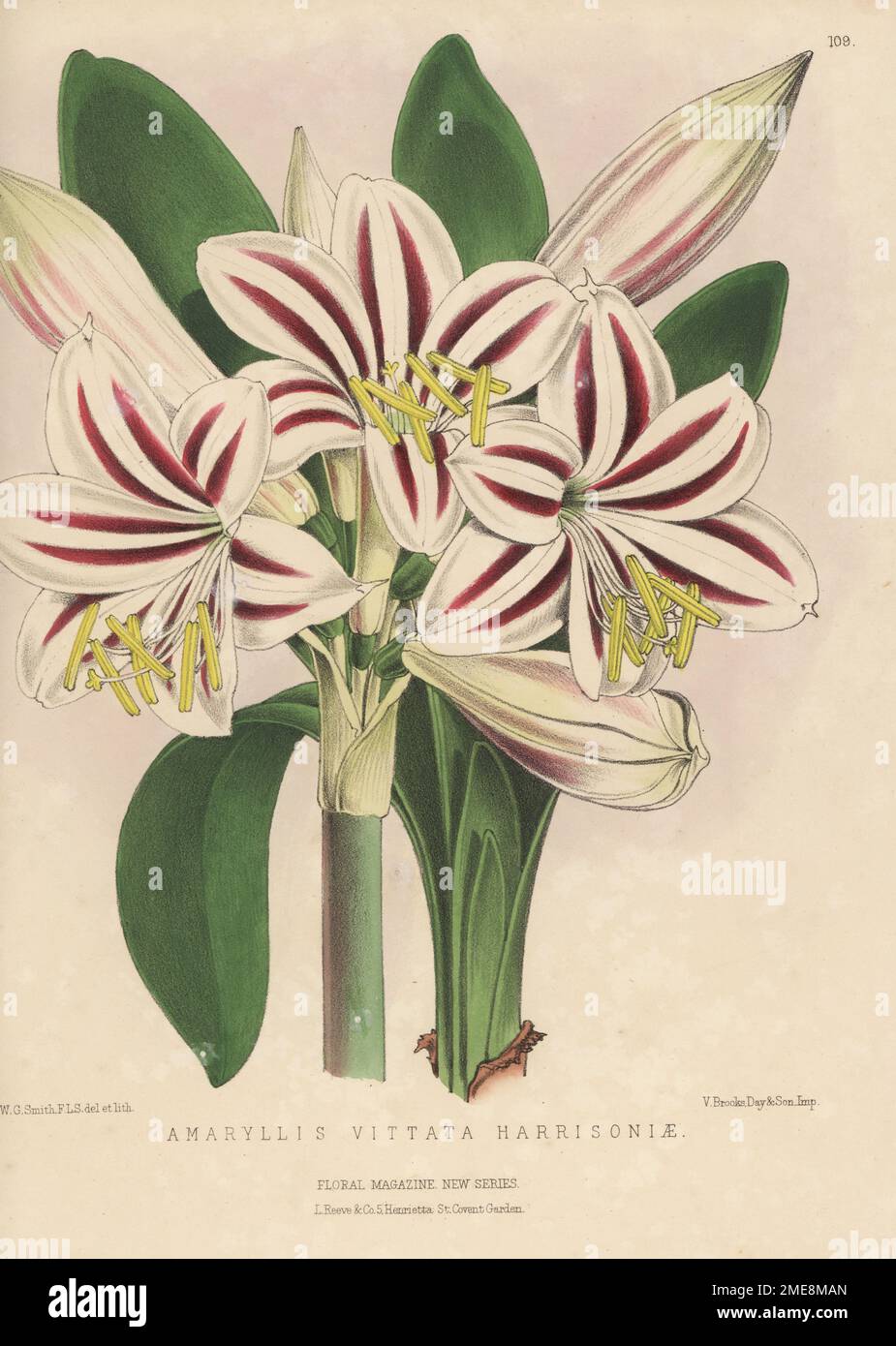 Harrison's amaryllis, Hippeastrum vittatum. Found in Lima, Peru, by William Harrison and imported by nurseryman William Bull, King's Road, Chelsea. As Amaryllis vittata var. harrisoniae. Handcolored botanical illustration drawn and lithographed by Worthington George Smith from Henry Honywood Dombrain's Floral Magazine, New Series, Volume 3, L. Reeve, London, 1874. Lithograph printed by Vincent Brooks, Day & Son. Stock Photo