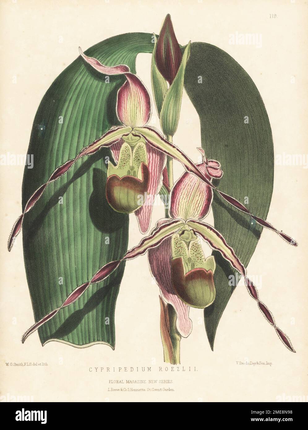 Phragmipedium longifolium var. longifolium, orchid native to Costa Rica and Ecuador. Discovered by Benedikt Roezl on the banks of the river Dagua, Columbia. Raised by Messrs. Veitch and Son nursery, Chelsea. As Cypripedium roezlii. Handcolored botanical illustration drawn and lithographed by Worthington George Smith from Henry Honywood Dombrain's Floral Magazine, New Series, Volume 3, L. Reeve, London, 1874. Lithograph printed by Vincent Brooks, Day & Son. Stock Photo