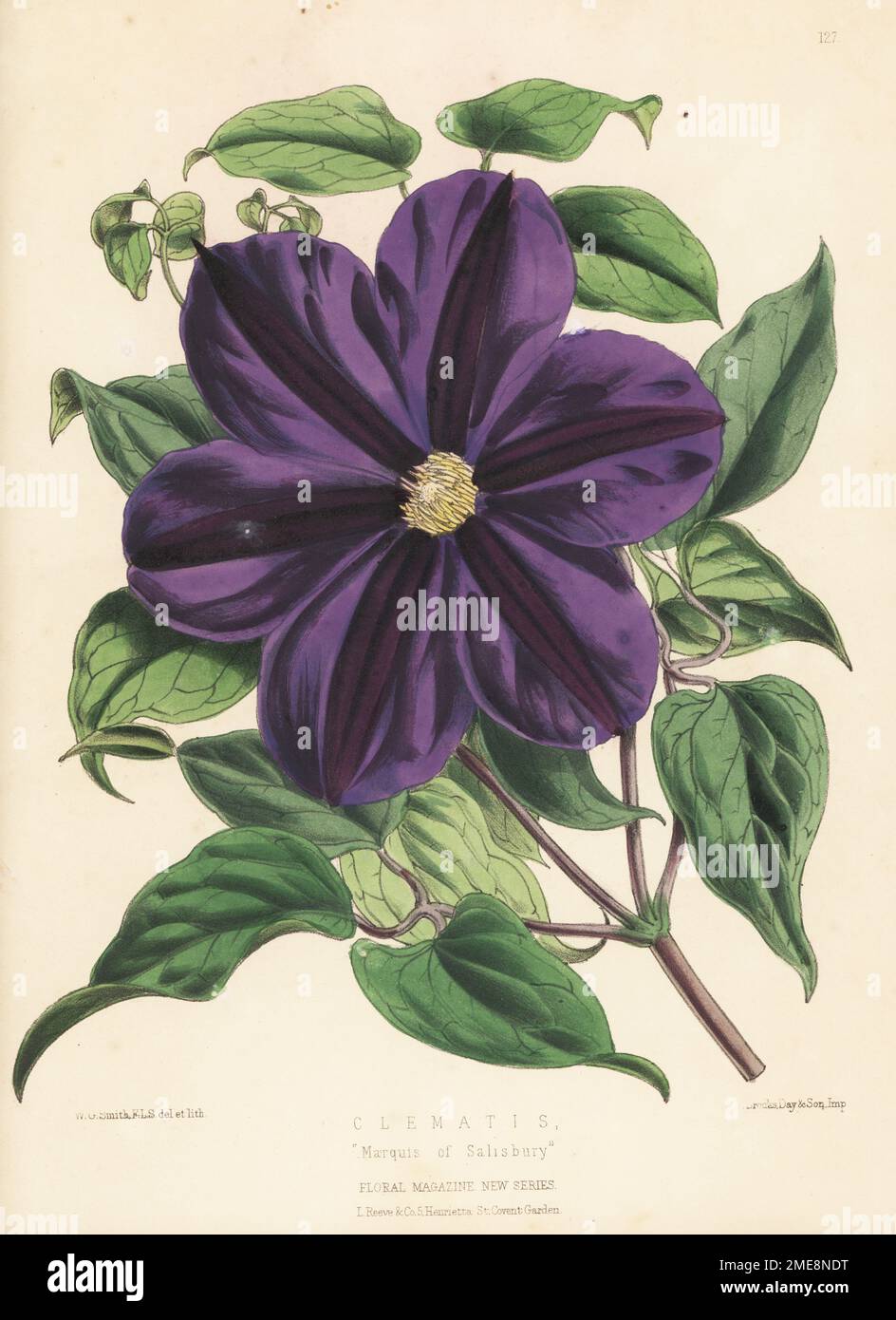 Clematis cultivar, Marquis of Salisbury. Large blue-flowered prize-winning hybrid at the Royal Horticultural Society show in April 1873. Handcolored botanical illustration drawn and lithographed by Worthington George Smith from Henry Honywood Dombrain's Floral Magazine, New Series, Volume 3, L. Reeve, London, 1874. Lithograph printed by Vincent Brooks, Day & Son. Stock Photo
