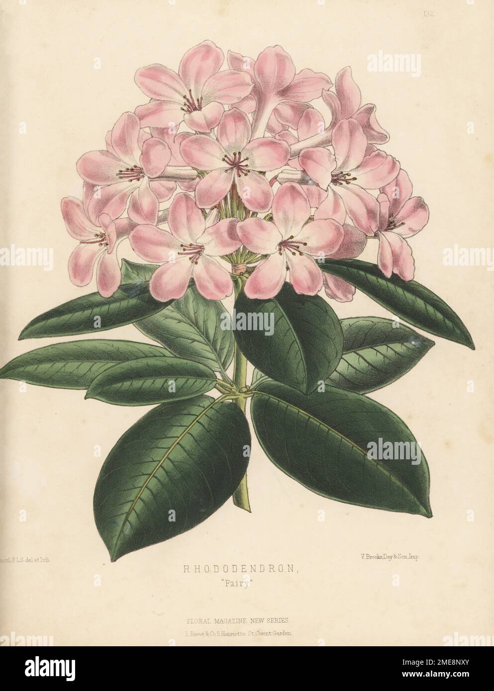 Rhododendron cultivar, Fairy. Pink-flowered hybrd raised by William Bull Nursery, King's Road, Chelsea. Handcolored botanical illustration drawn and lithographed by Worthington George Smith from Henry Honywood Dombrain's Floral Magazine, New Series, Volume 3, L. Reeve, London, 1874. Lithograph printed by Vincent Brooks, Day & Son. Stock Photo