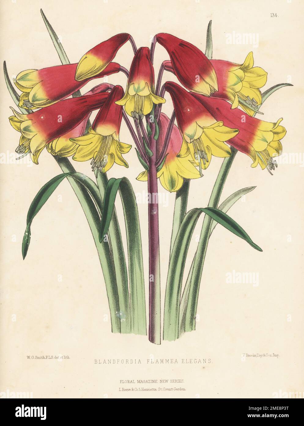 Christmas bells cultivar, Blandfordia grandiflora, native to eastern Australia. Hybrid of B. cunninghamii and B. flammea raised by Edward George Henderson and Son, Wellington Nurseries, St. John's Wood. As Blandfordia flammea-elegans. Handcolored botanical illustration drawn and lithographed by Worthington George Smith from Henry Honywood Dombrain's Floral Magazine, New Series, Volume 3, L. Reeve, London, 1874. Lithograph printed by Vincent Brooks, Day & Son. Stock Photo