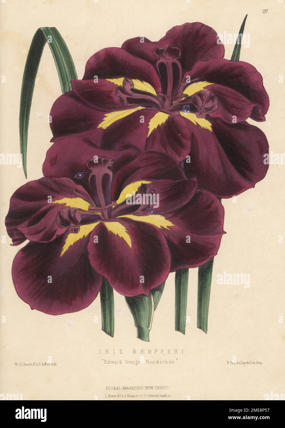 Japanese iris hybrid, Iris ensata, Edward George Henderson. Raised by Edward George Henderson and Son, Wellington Nurseries, St. John's Wood. As Iris kaempferi cultivar. Handcolored botanical illustration drawn and lithographed by Worthington George Smith from Henry Honywood Dombrain's Floral Magazine, New Series, Volume 3, L. Reeve, London, 1874. Lithograph printed by Vincent Brooks, Day & Son. Stock Photo
