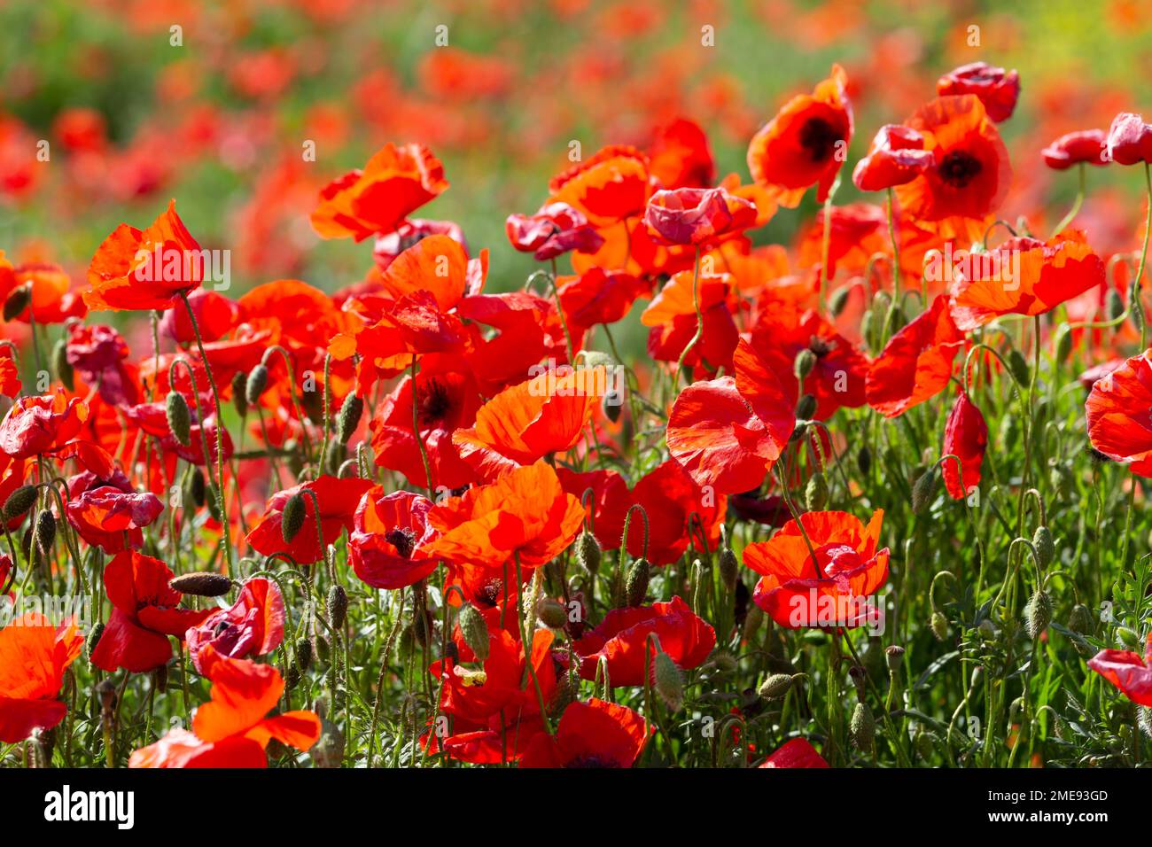 Wild flowers in tuscany italy hi-res stock photography and images - Alamy