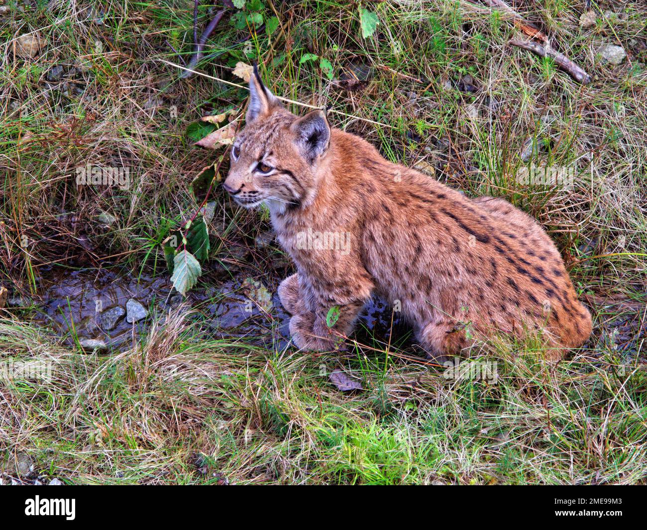 Young Lynx (Lynx lynx) exploring its environment in National Park Bavarian Forest, Bavaria, Germany Stock Photo