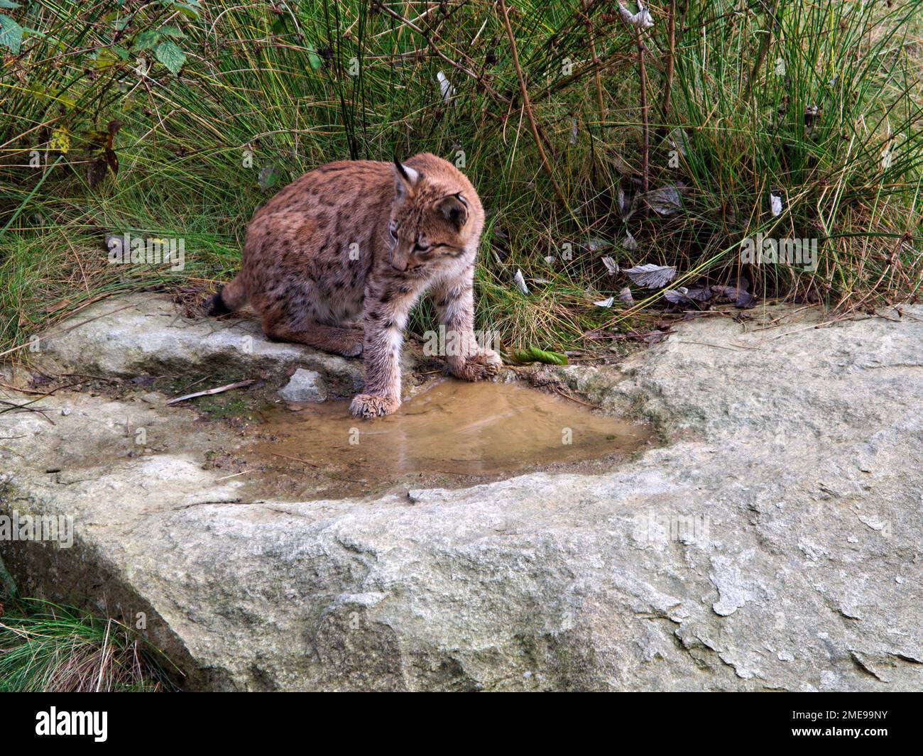Young Lynx (Lynx lynx) exploring its environment in National Park Bavarian Forest, Bavaria, Germany Stock Photo