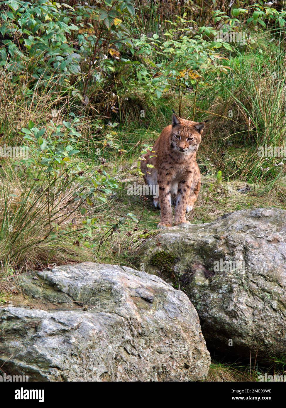 Female adult Lynx (Lynx lynx) watching its environment in National Park Bavarian Forest, Bavaria, Germany Stock Photo