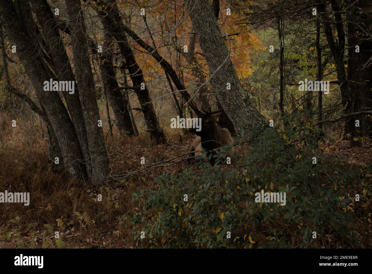 Elk in Maggie Valley North Carolina Stock Photo Alamy