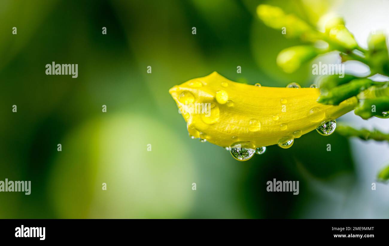 Yellow elder flower with rainy day and rain drops in morning, Also called Yellow Ttrumpetbush,Yellow bells,Ginger-thomas, Nature background, Thailand. Stock Photo