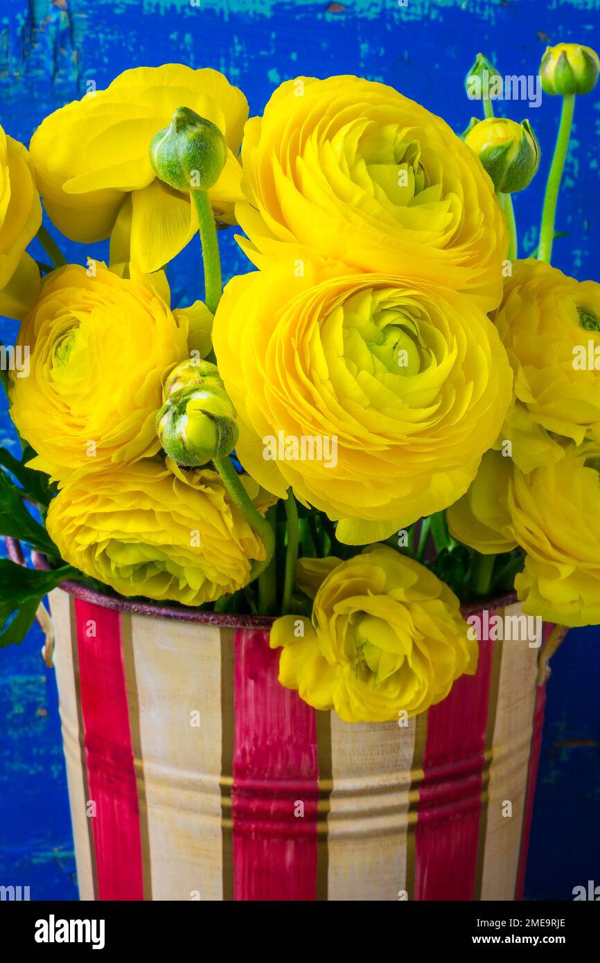 Yellow Ranunculus In Striped Can Stock Photo