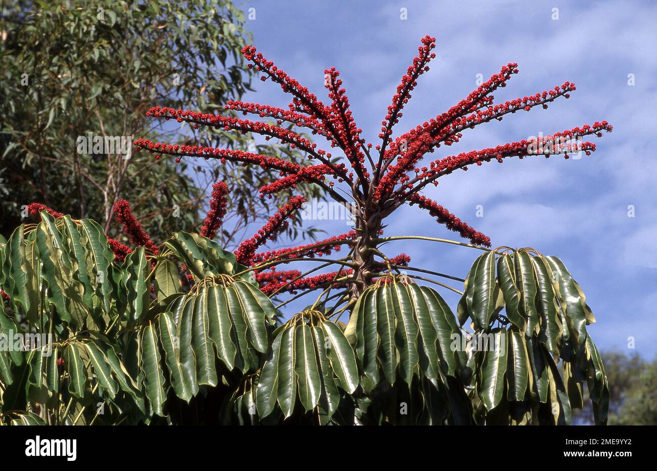 Flowering Umbrella tree (Schefflera actinophylla Stock Photo - Alamy